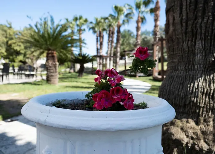 X Life 15 - Adult 4*