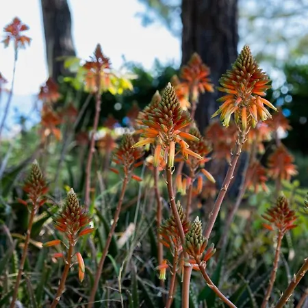 X Life 15 - Adult 4*