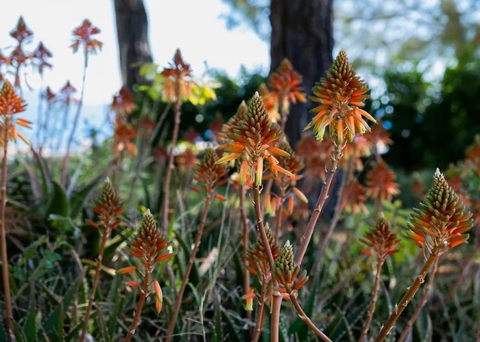 X Life 15 - Adult 4*